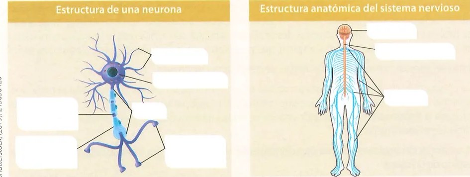 Figura 2 de Ciencias Naturales · 7 EGB · 2024
