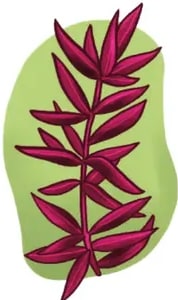 Ilustración del 'discancer': hojas alargadas y delgadas color rojo-marrón con nervadura central; planta herbácea estilizada.