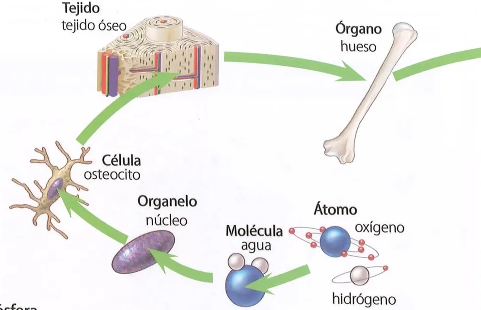 Figura 1 de Ciencias Naturales · 8 EGB · 2025