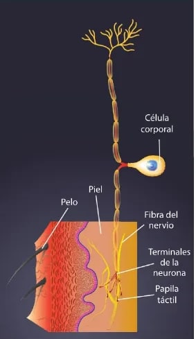 Figura 1 de Ciencias Naturales · 6 EGB · 2025