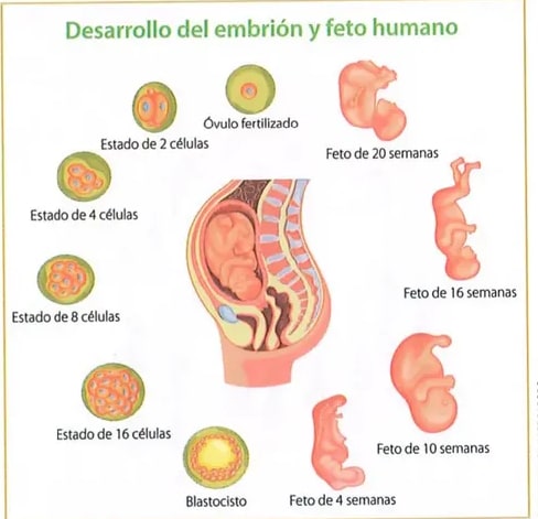 Figura 2 de Ciencias Naturales · 8 EGB · 2025