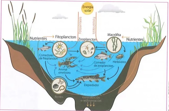 Figura 3 de Ciencias Naturales · 8 EGB · 2025
