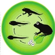 Figura 2 de Ciencias Naturales · 6 EGB · 2025