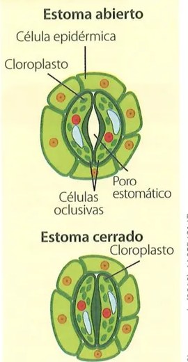 Vista microscópica real de un estoma con etiqueta descriptiva: 'La planta intercambia gases (entrada y salida de gas carbónico y oxígeno) y la transpiración de vapor de agua, mediante los estomas.' Shutterstock 695378911 (2019).
