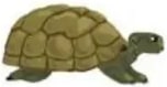 Imagen del documental con una tortuga en su hábitat.