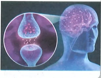 Ilustración digital del cerebro y sistema nervioso humano con destellos de luz (Unidad 3).