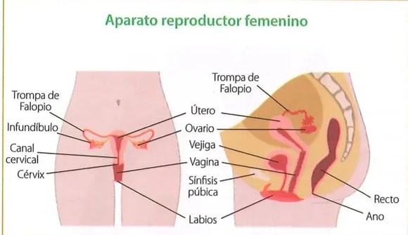 Figura 1 de Ciencias Naturales · 8 EGB · 2025