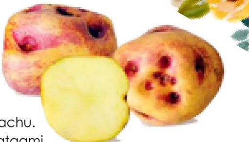 Fotografía de la yuraq piña papa: tubérculos de piel blanca con ojos oscuros, apariencia similar a la pasña papa pero con forma ligeramente diferente. Fondo decorativo con hojas y flores.