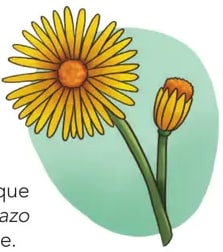 Ilustración de la flor amarilla: dos flores amarillas tipo margaritas/caléndulas grandes con tallos verdes.