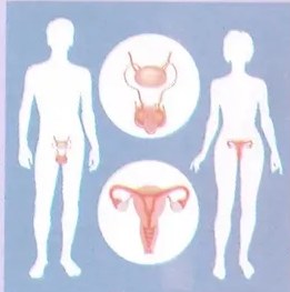 Figura 4 de Ciencias Naturales · 8 EGB · 2025