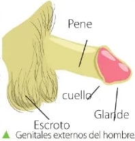 Figura 1 de Ciencias Naturales · 6 EGB · 2025