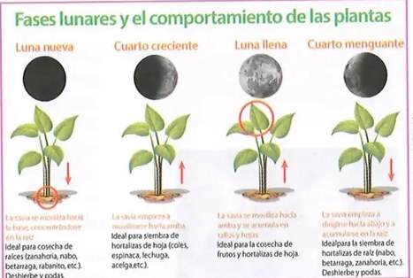 Figura 4 de Ciencias Naturales · 8 EGB · 2025