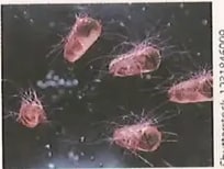 Figura 1 de Ciencias Naturales · 8 EGB · 2025