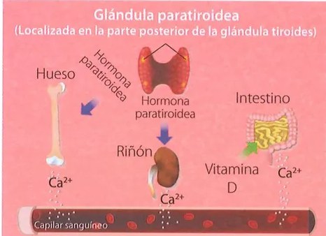 Figura 3 de Ciencias Naturales · 7 EGB · 2024