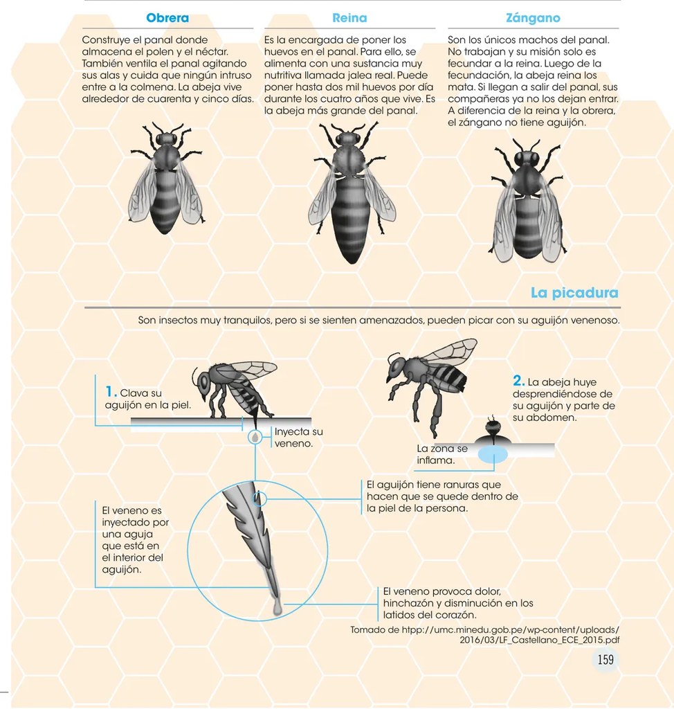Diagrama infográfico titulado 'La picadura' que muestra en dos pasos ilustrados el proceso de picadura de la abeja. Incluye flechas con etiquetas explicando: inserción del aguijón, inyección de veneno, desprendimiento de la abeja, inflamación de la zona, y efectos del veneno (dolor, hinchazón, baja de latidos).