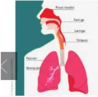 Diagrama del sistema respiratorio con fosas nasales, faringe, laringe, tráquea, pulmones.