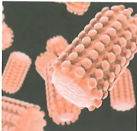 Figura 2 de Ciencias Naturales · 10 EGB · 2024