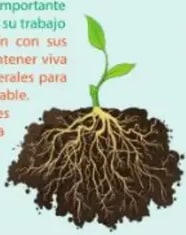 Texto 'Las raíces de las plantas' con foto de planta arrancada.