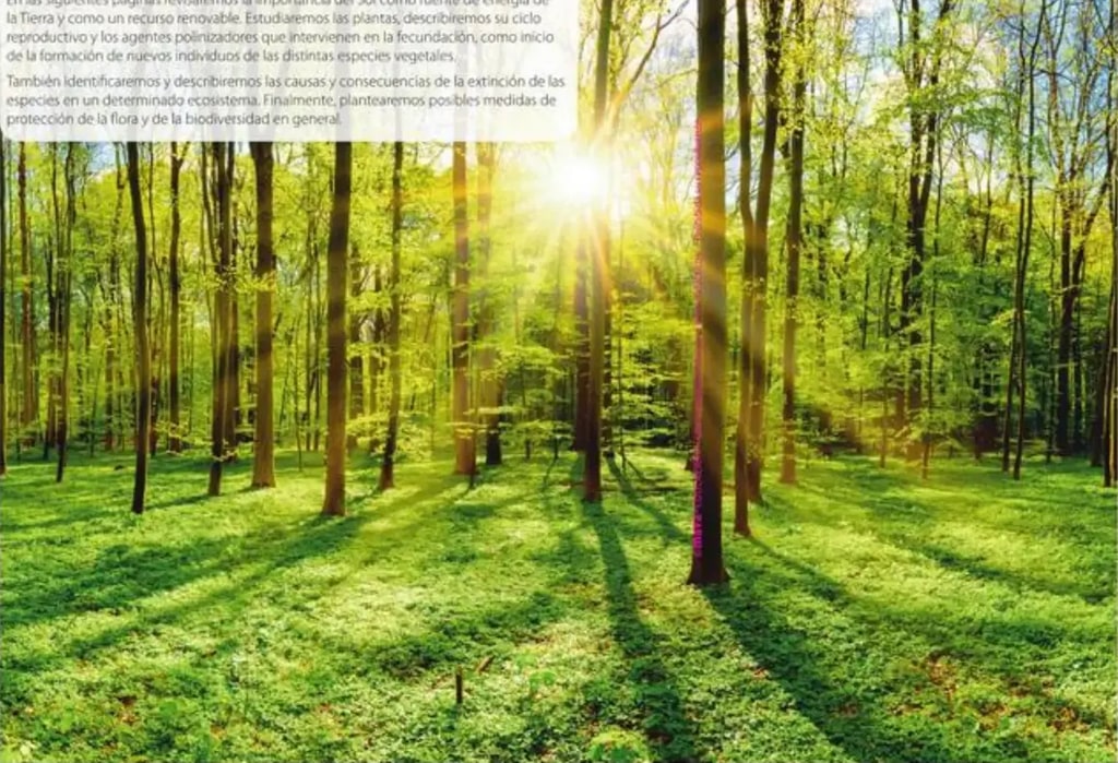 Bosque verde iluminado por la luz solar atravesando los árboles.