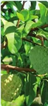 Texto sobre chirimoya con foto del árbol y frutos.