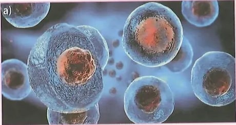 Figura 1 de Ciencias Naturales · 8 EGB · 2025