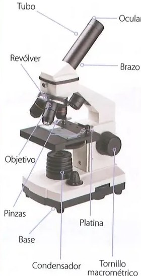 Figura 2 de Ciencias Naturales · 8 EGB · 2025