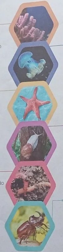 Diagrama con 'Invertebrados' arriba y los seis grupos con iconos: gusanos, artrópodos, celentéreos, equinodermos, moluscos, esponjas.