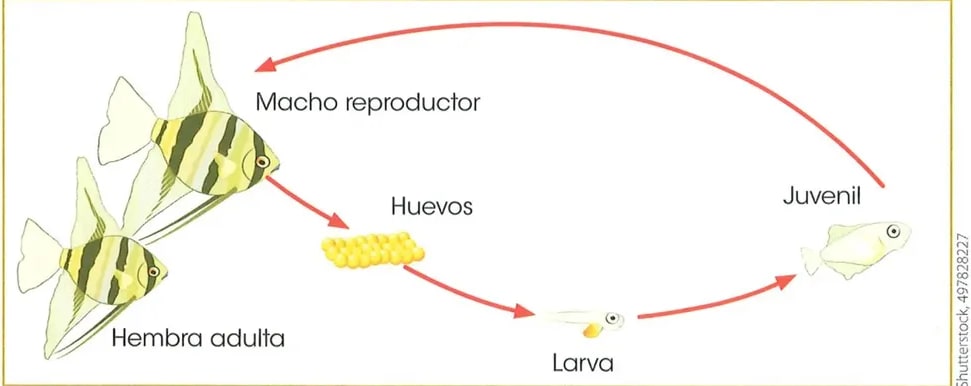 Figura 1 de Ciencias Naturales · 2 EGB · 2025