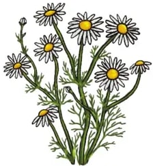 Ilustración de la manzanilla: planta con varias flores blancas con centro amarillo y tallos verdes con hojas finas.