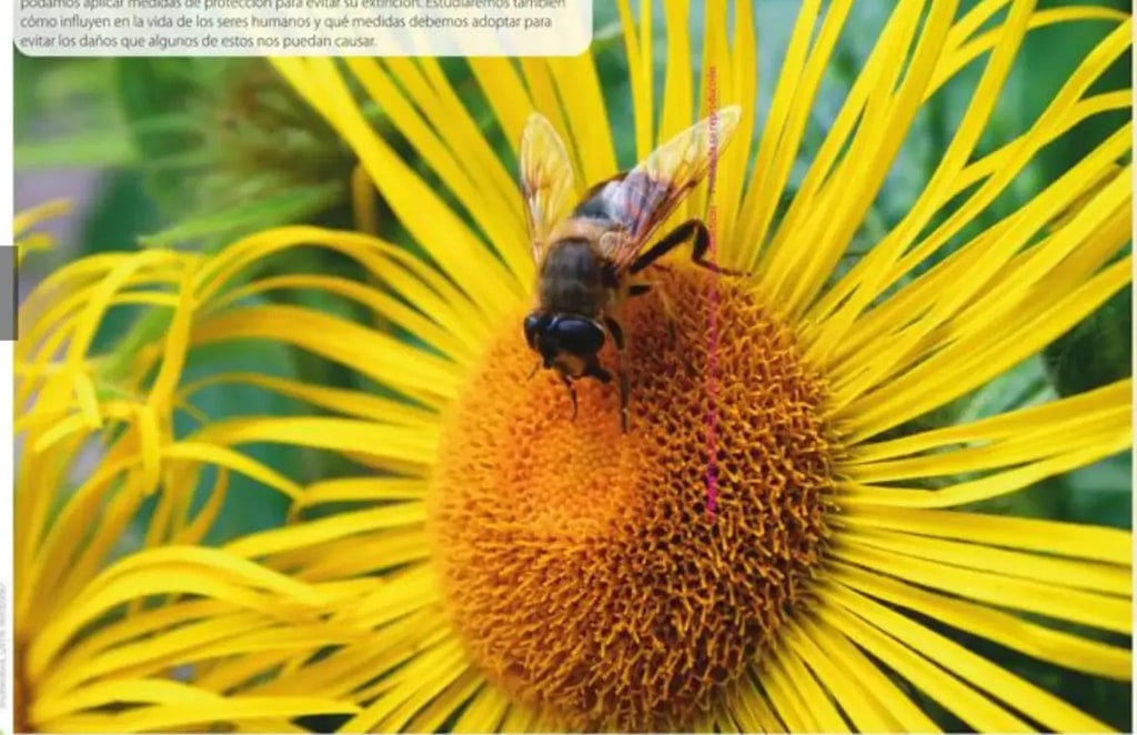 Fotografía macro de una abeja sobre el corazón de un girasol amarillo libando néctar.