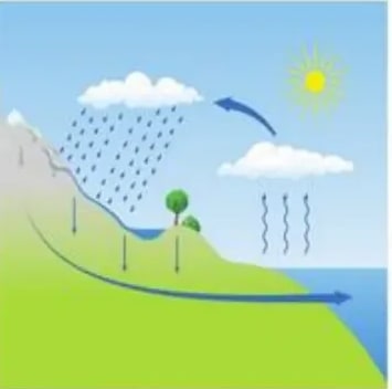 Esquema del ciclo del agua con sol, nubes, lluvia y árboles.
