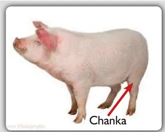 Fotografía de una mazamorra o preparación con chancaca (chankaka), plato dulce andino de color oscuro, ilustrando la entrada Chankaka.