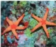 Ilustración de esponjas marinas verdes en un fondo oceánico.