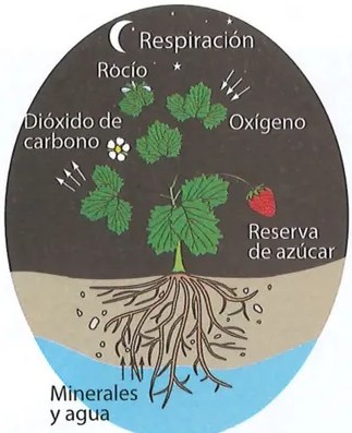 Esquema comparativo circular de fotosíntesis y respiración con flechas y etiquetas: Fotosíntesis (Oxígeno, Reserva de azúcar, Dióxido de carbono) y Respiración (Oxígeno, Reserva de azúcar). Muestra el ciclo de glucosa como reserva energética.