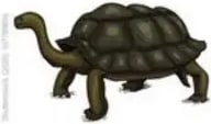 Dos tortugas galápagos: una con caparazón de silla, otra redondeada.
