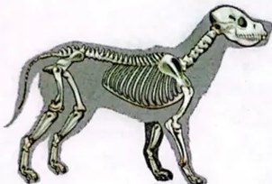 Esquema con cinco columnas que clasifican los vertebrados (peces, anfibios, reptiles, aves, mamíferos) con sus características.