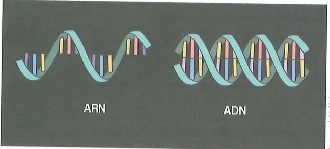 Figura 4 de Ciencias Naturales · 10 EGB · 2024