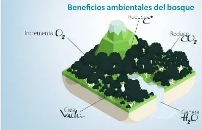 Diagrama de beneficios ambientales del bosque: reduce CO₂ e incrementa O₂.