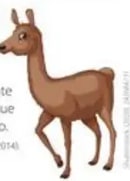 Ilustración de una llama del páramo.