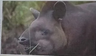 Recuadro con ilustraciones de varios animales para clasificar: peces, aves, mariposas, mamíferos.