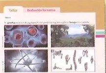 Figura 2 de Ciencias Naturales · 8 EGB · 2025
