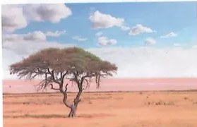 Figura 5 de Ciencias Naturales · 8 EGB · 2025