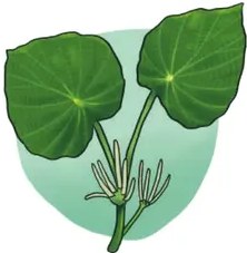 Ilustración de la flor amarilla: dos flores amarillas tipo margaritas/caléndulas grandes con tallos verdes.
