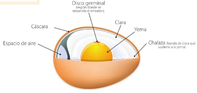 Figura 3 de Ciencias Naturales · 6 EGB · 2025