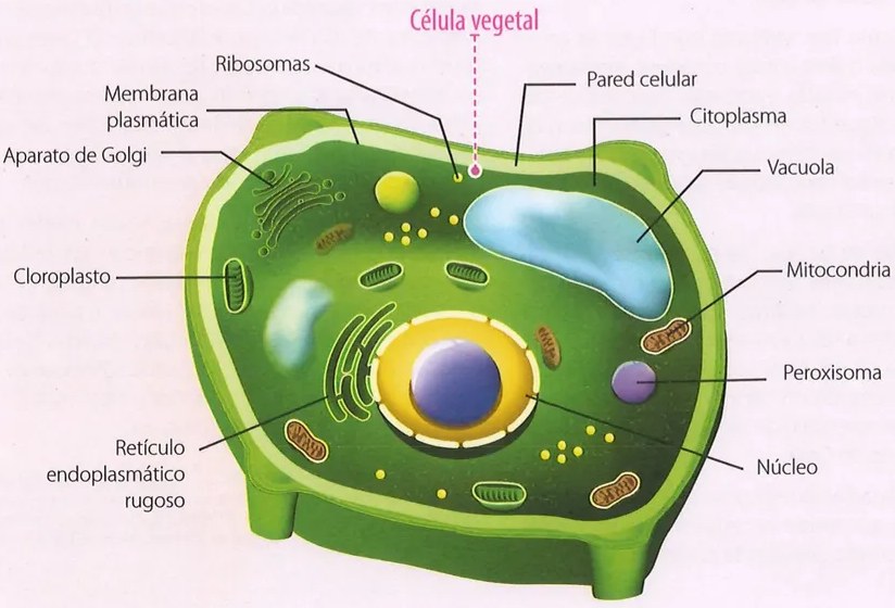 Figura 4 de Ciencias Naturales · 9 EGB · 2024