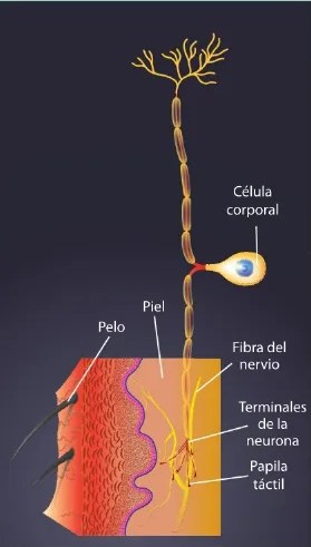 Figura 2 de Ciencias Naturales · 6 EGB · 2025