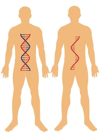 Estructuras químicas de cuatro bases nitrogenadas: adenina, timina, citosina y guanina con sus anillos pirimidínicos y purínicos.