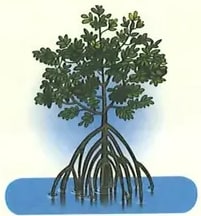 Figura 3 de Ciencias Naturales · 2 EGB · 2025