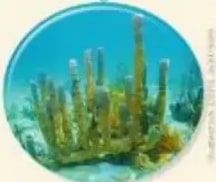 Figura 7 de Ciencias Naturales · 5 EGB · 2024