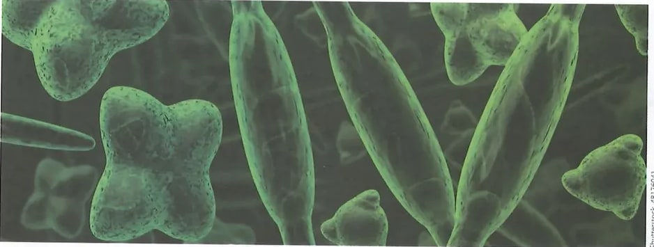 Figura 3 de Ciencias Naturales · 8 EGB · 2025